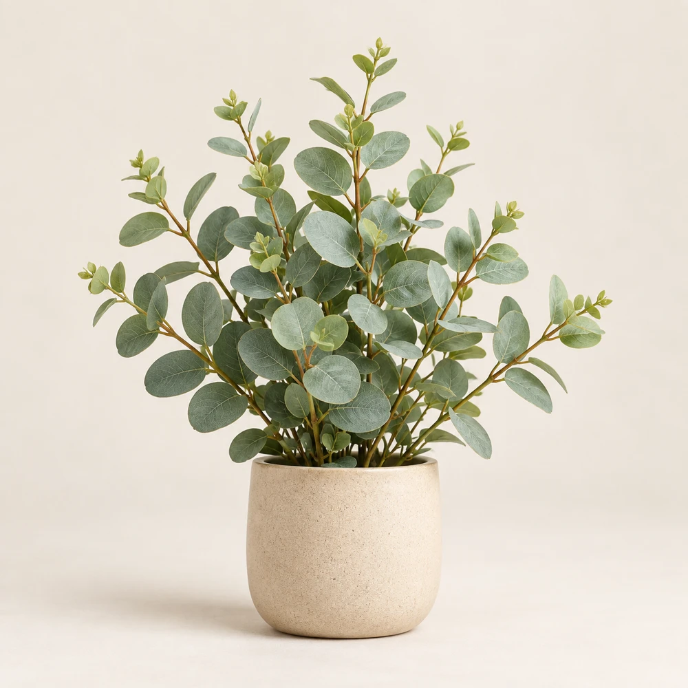 Slender branching eucalyptus with round gray-green leaves in a beige pot.