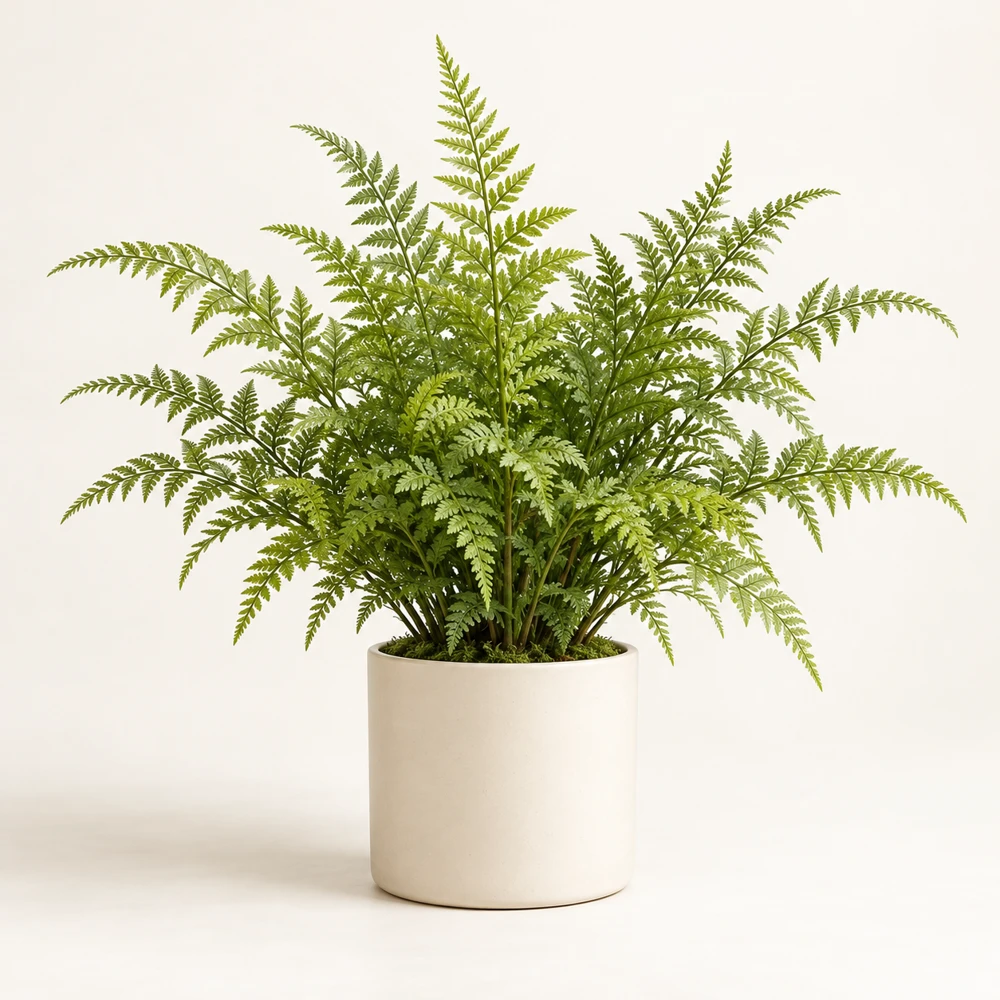 Fine green fern fronds rising from a small cream cylindrical pot.
