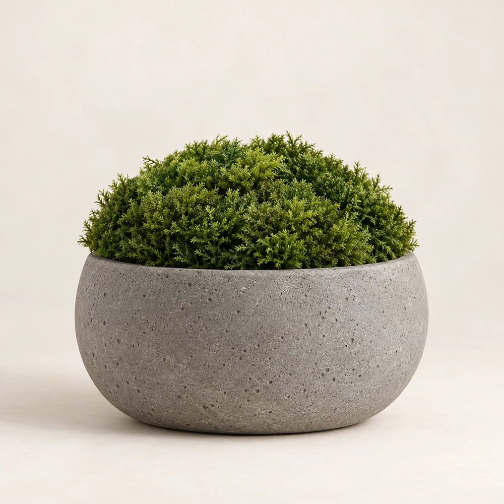 A low cushion of forest-green moss in a rounded stone-gray cement pot.